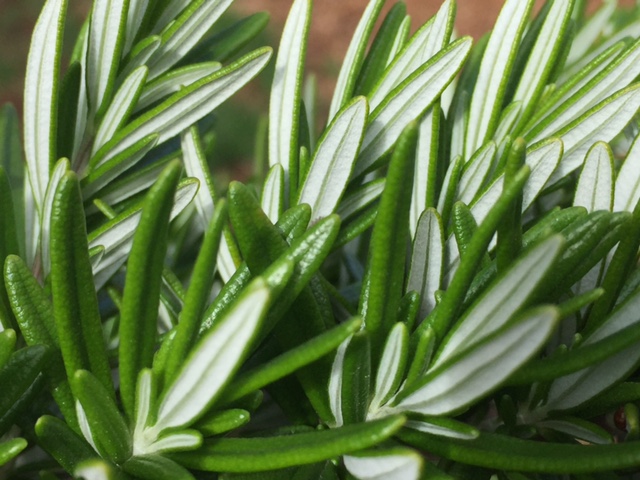 rosemary