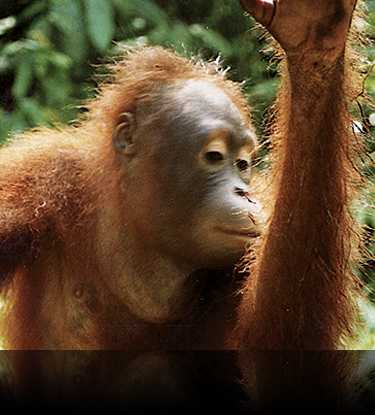 orangutang