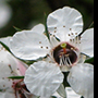 manuka